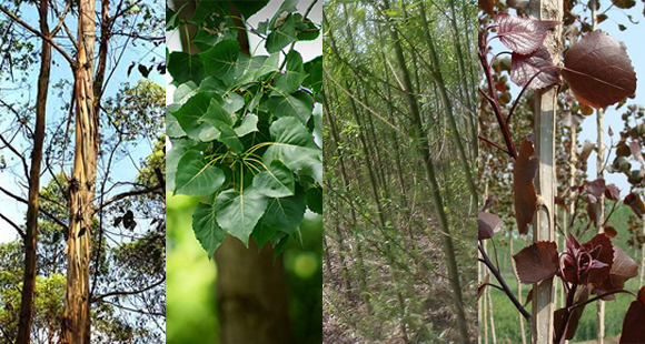 园林绿化最常见速生树种有哪些？